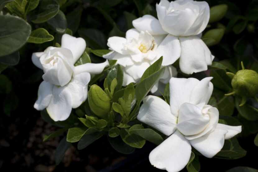Gardenia Crown Jewel Byline: