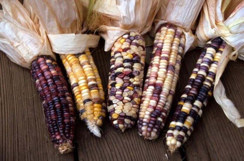 
Colorful dried corn can be saved as seeds after holiday decorating.
