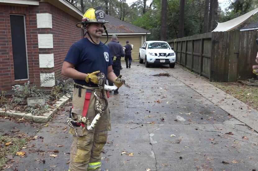 A firefighter holding one of many snakes removed from a Conroe home Saturday morning after a...