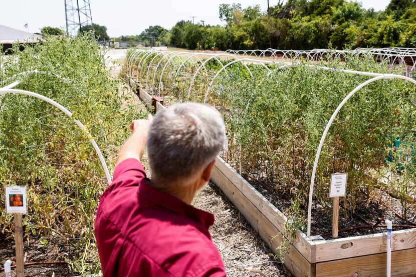 Texas A&M AgriLife Extension Service horticulture program assistant Jeff Raska points toward...