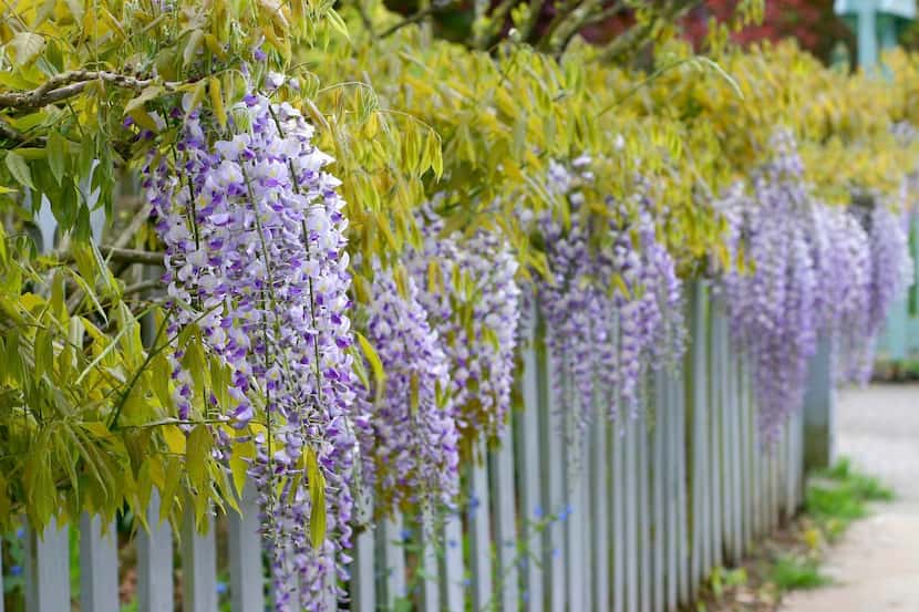 
Wisteria’s lavender tresses are striking but cannot be counted on unless the plant is...