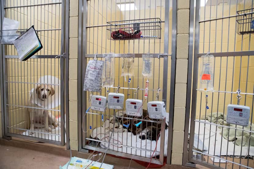 Bo, a boxer, lies in a cage while receiving a transfusion at Animal Emergency Hospital of...