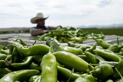 A worker harvests Hatch chiles near Hatch, New Mexico, in 2014. Say it with me: They're ba-ack!