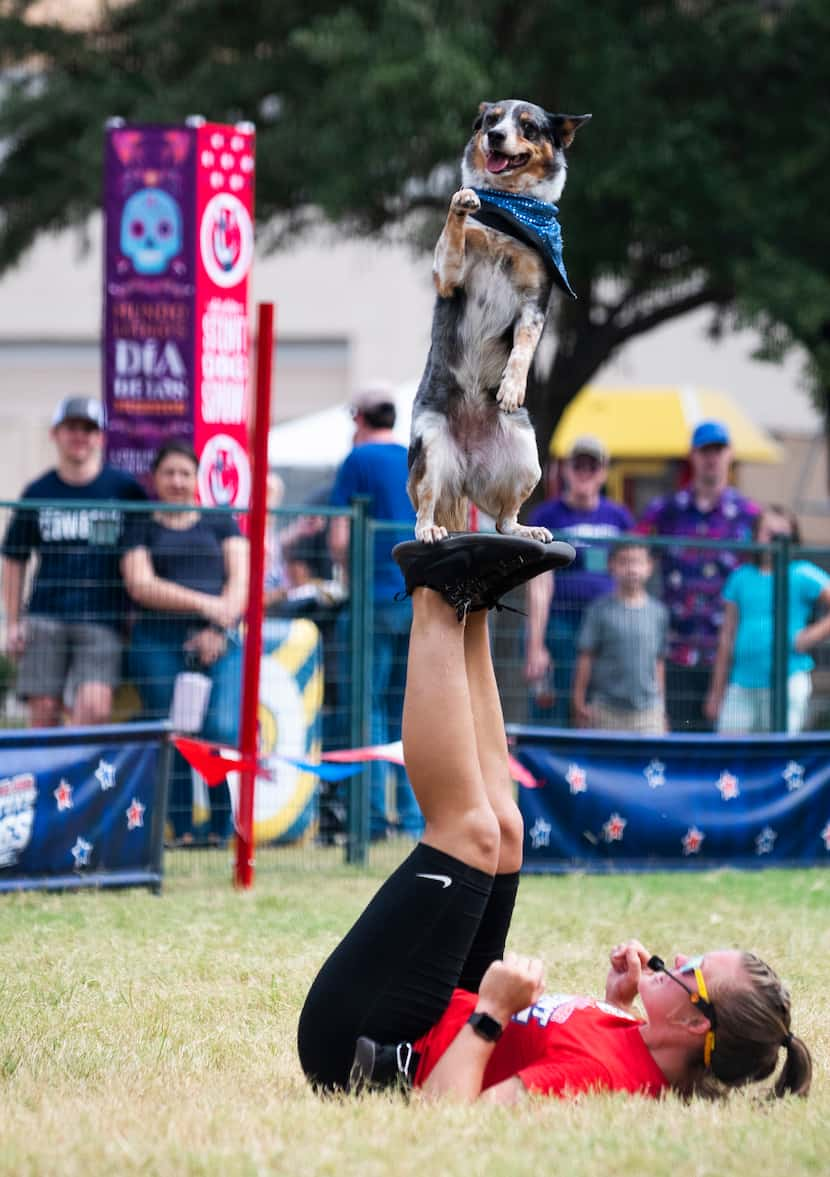 La entrenadora de perros Kara Robertson trabaja con Kaboodle durante el All-Star Stung...