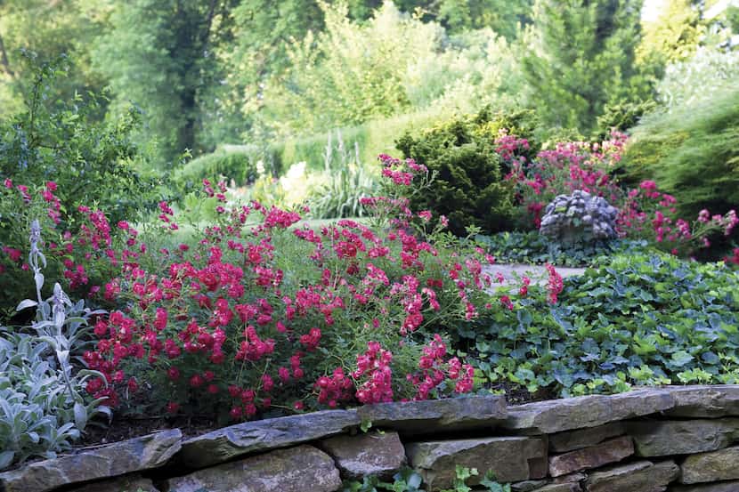 Red Drift rosebushes are among a new generation of roses that are called groundcover roses,...