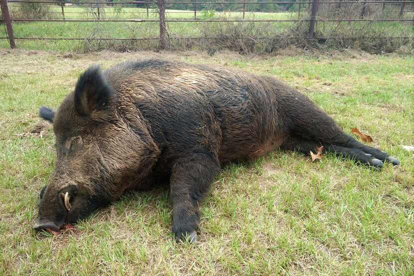 The 416-pound hog Joe Clowers said he killed near his Union Grove home.