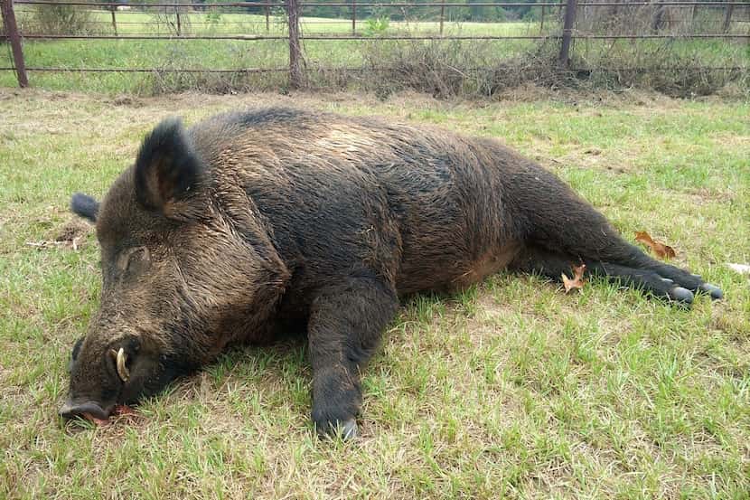 The 416-pound hog Joe Clowers said he killed near his Union Grove home.
