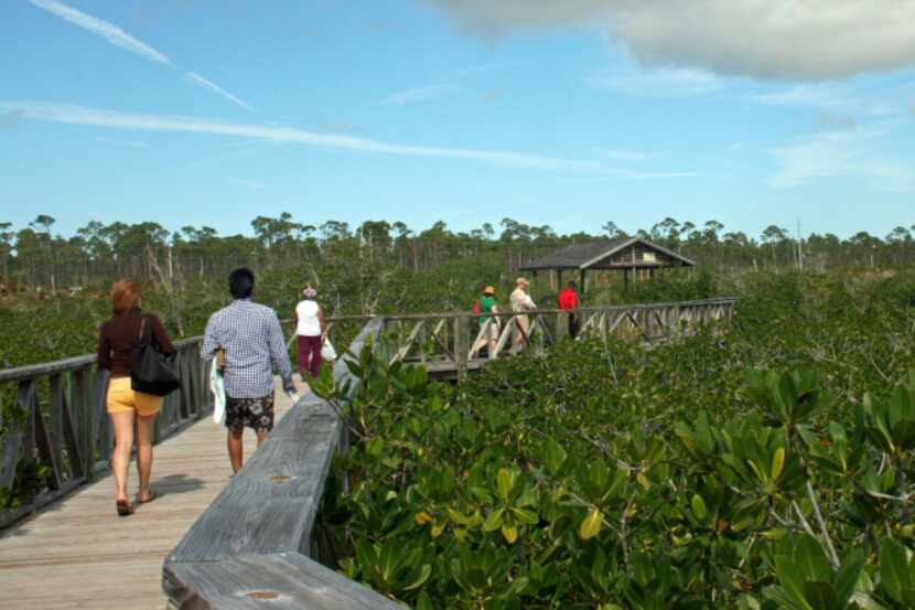 Tourists walk on the boardwalk through a mangrove swamp to Gold Rock Beach on Grand Bahama...