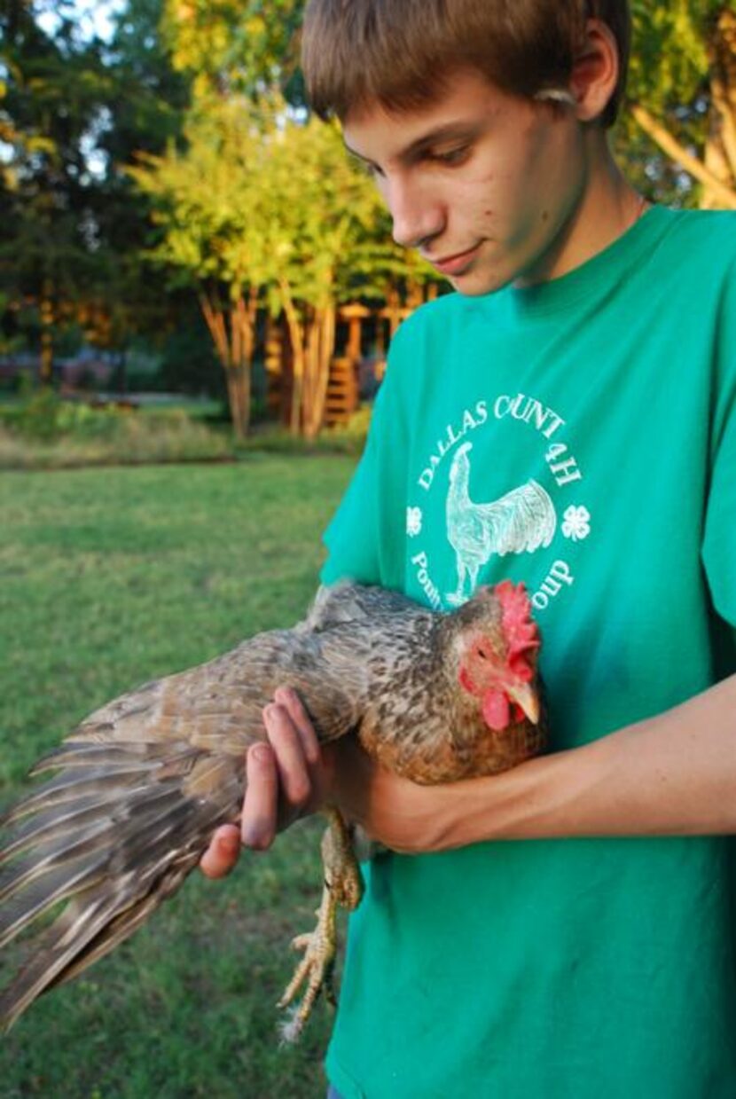 
Christian Shank now estimates his flock at 40 fowl. He plans to enter chickens and fresh...