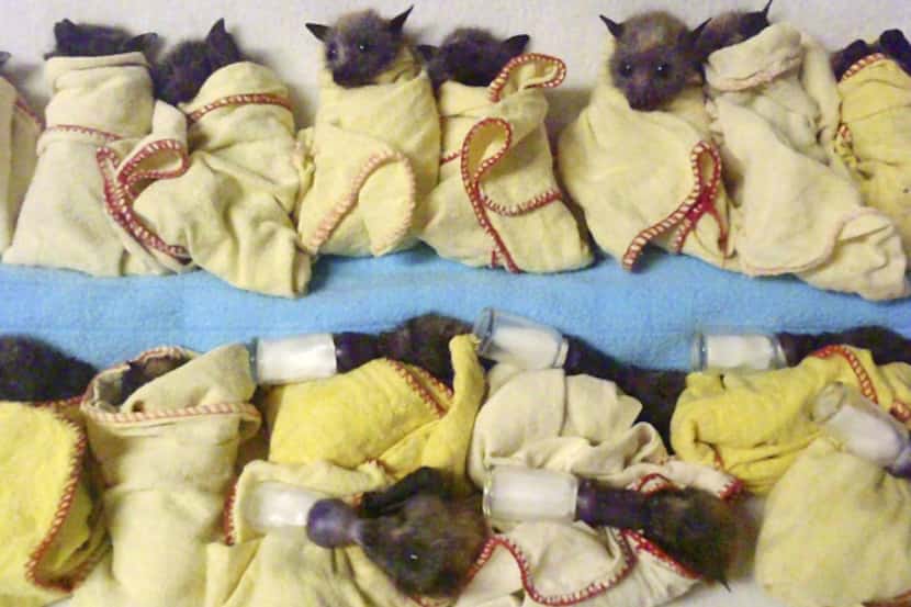 Baby bats, waiting to be fed, found shelter from the sweltering heat that has killed at...