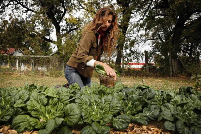 Marie Tedei picks tat soi, an Asian green vegetable, from her crops for use in a stir fry at...
