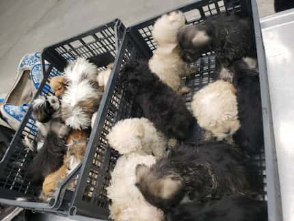 Border patrol agents found 25 puppies stuffed in duffel bags when they inspected a man's van...