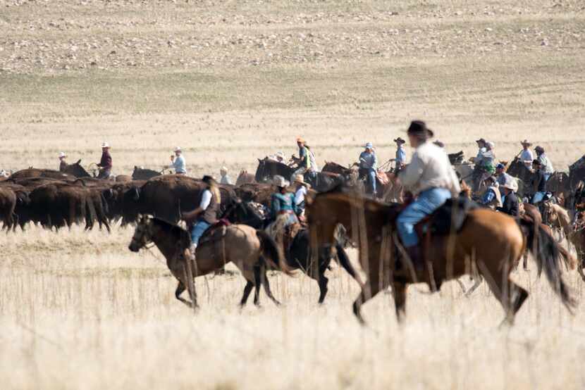 Antelope Island's Annual Great Bison Roundup in Utah. 