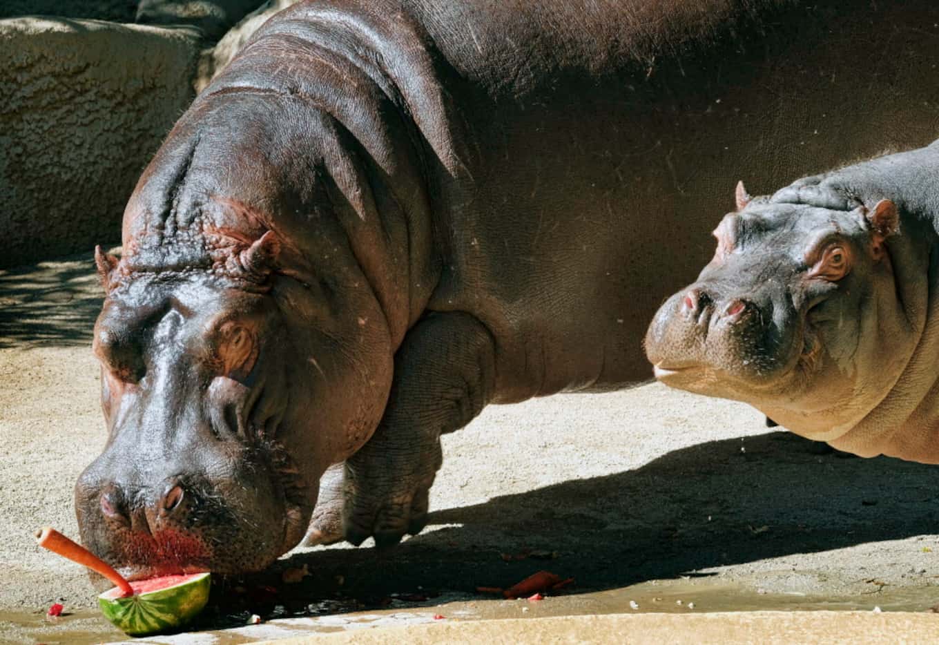 Rosie (right) watches as Adhama snacks on a carrots and watermelon in their enclosure at the...