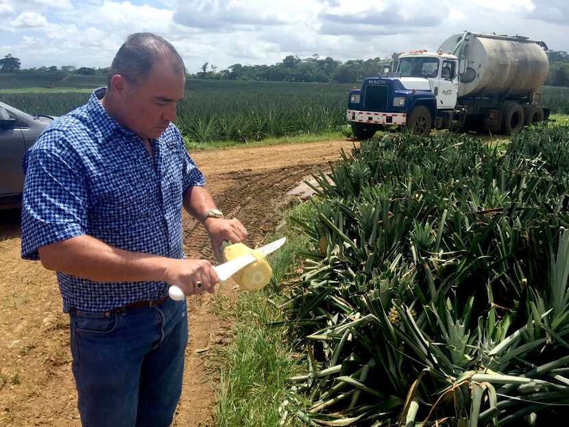 Luis Barrantes Quesada, Del Valle Verde president, slices a pineapple that he says is...