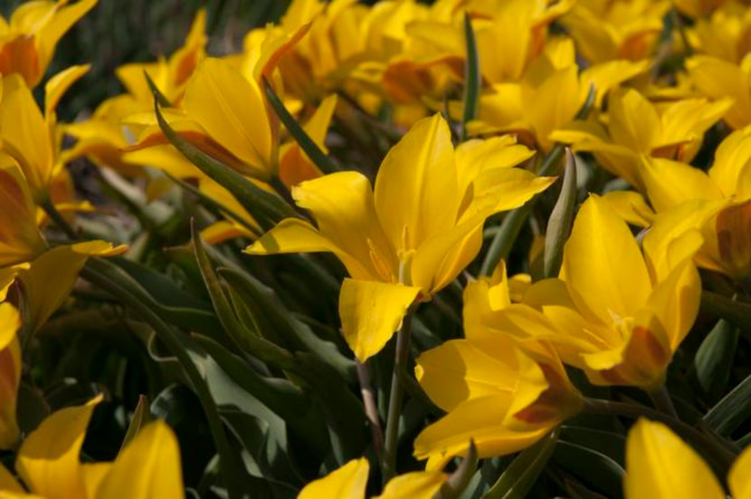 
Tulipa praestans 'Shogun' is a multi-flowering tulip with red-flecked pumpkin-colored...