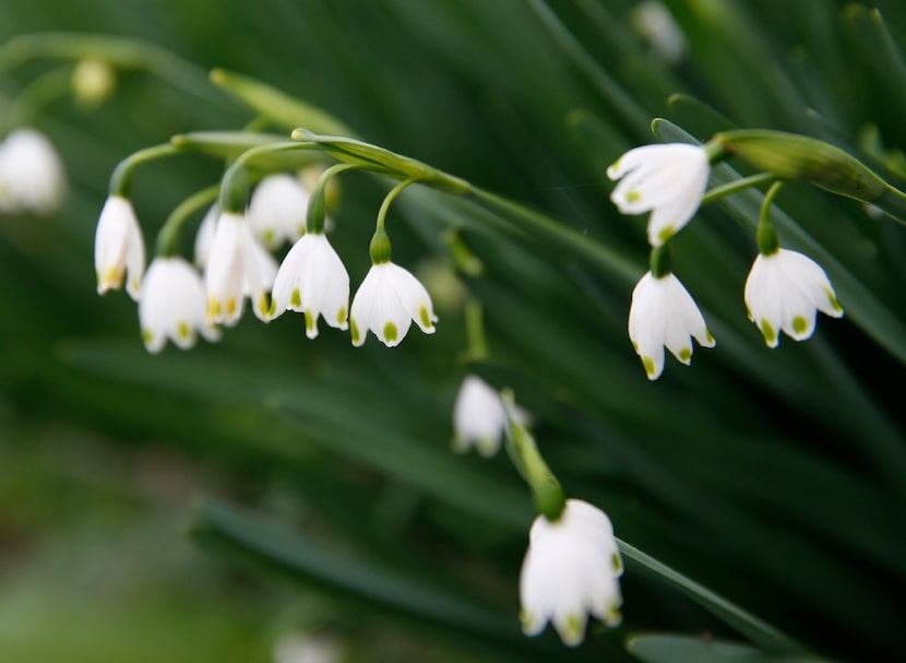 Leucojum aestivum from Southern Bulb Co.. 