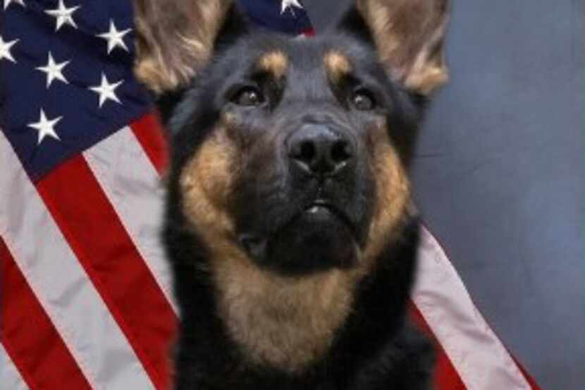 Richardson Police Department's K-9, Remi, recently helped police arrest a suspect.