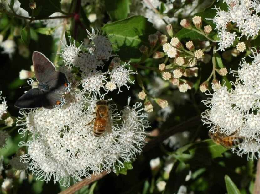 White mistflower attracts honeybees and butterflies.