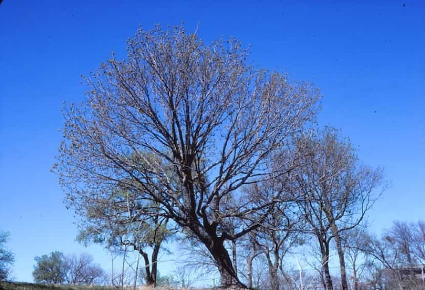 Graceful structure of Texas ash in winter