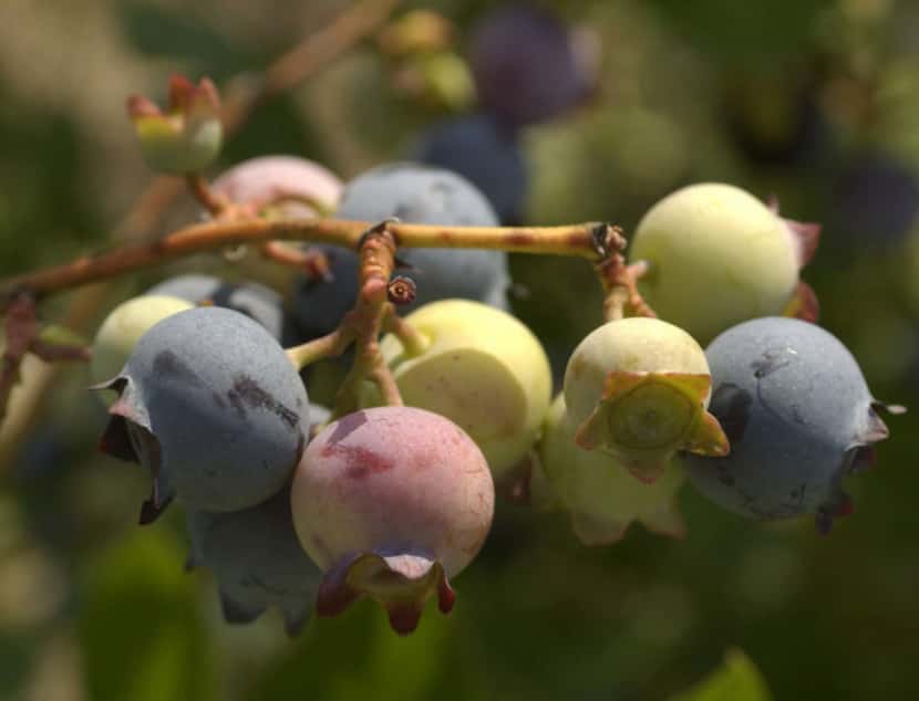 Blueberries at various stages of ripeness