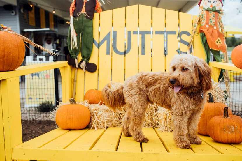 The annual Pupsgiving festivities include a pumpkin patch photo booth.
