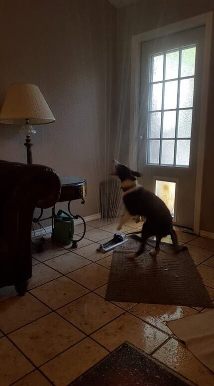 Baloo, a 5-month-old border collie, drug a sprinkler inside his owner's house last week