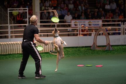 Jump! The Ultimate Dog Show at the State Fair of Texas features plenty of canine tricks.