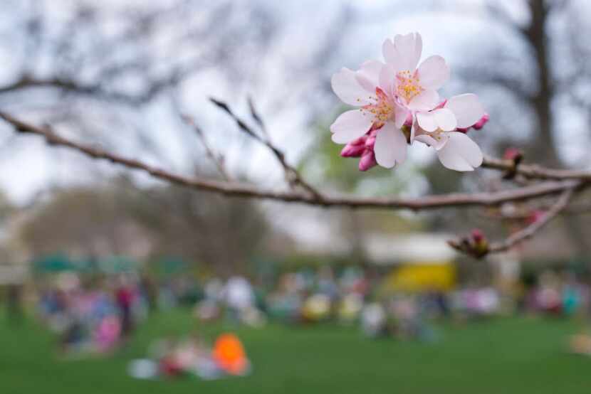 See the cherry blossoms at the Dallas Arboretum before they're gone.