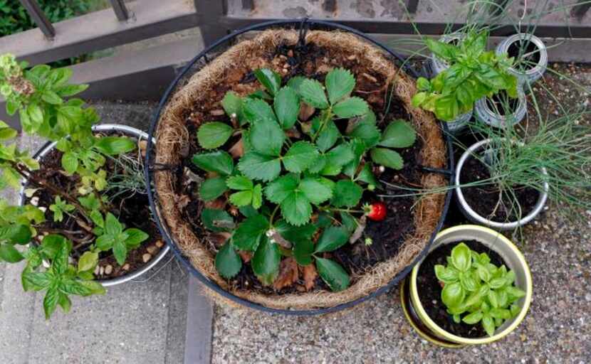 
Corey Stefanowicz, a 26-year-old guy who gardens at his apartment in Oak Cliff, has several...