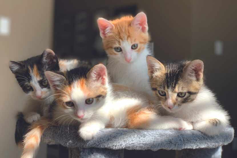 Feral Friends Community Cat Alliance aims to place cats and kittens into adoptive homes and...
