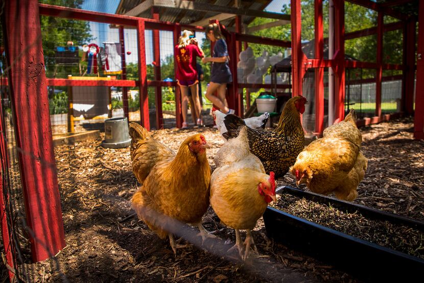 Students work in the coop with chickens at Moss Haven Farm during "A Peep at the Coops", a...