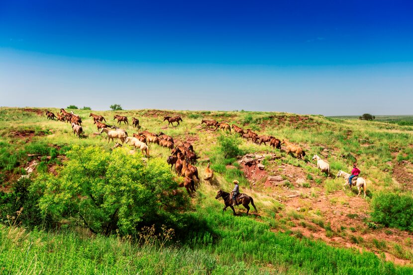 Waggoner Cowboys Daly Welch, middle, and Lane Sharp, right,  go into the pasture to gather...