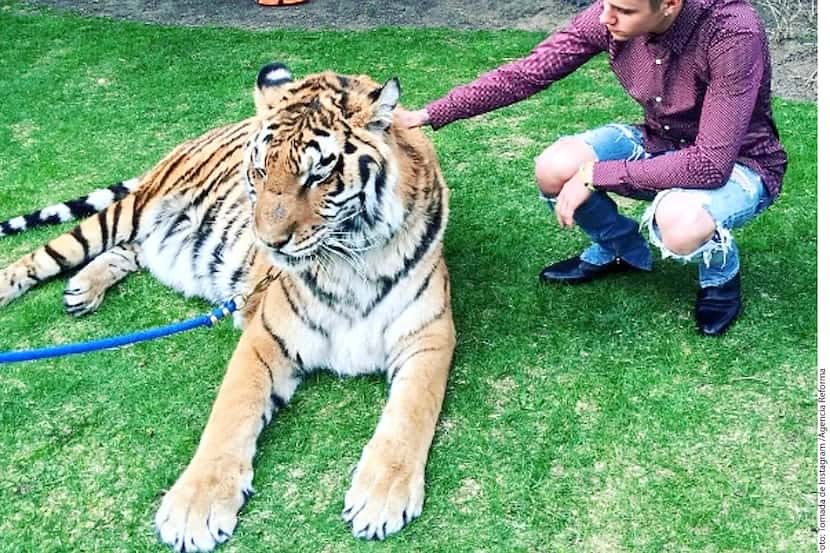 Una ONG le pide al cantante no promover comportamientos agresivos, ya que el tigre proviene...