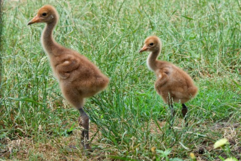 Two whooping cranes hatched at the Dallas Zoo's Whooping Crane Center of Texas in May.