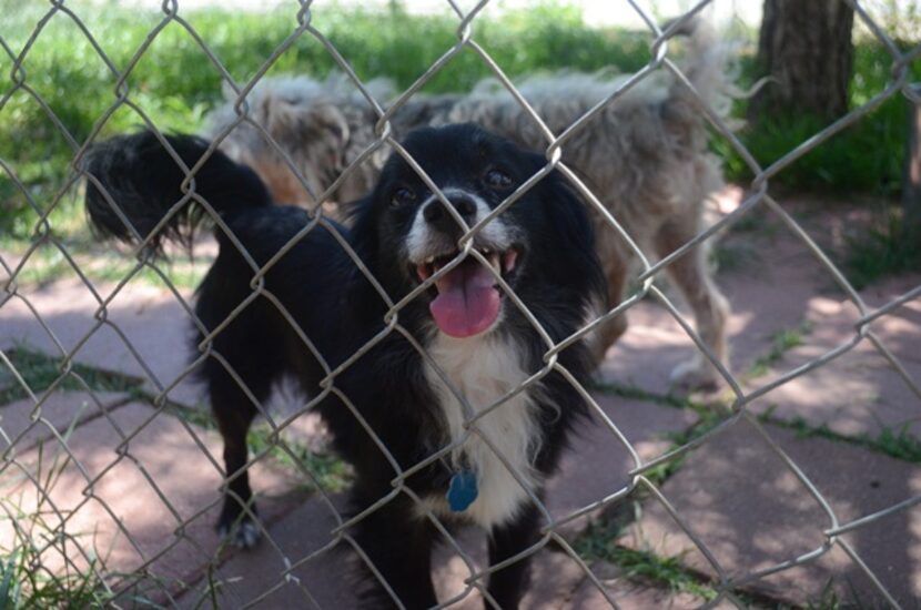 Perritos listos para ser adoptados en Dog and Kitty City. ELVIA LIMÓN/AL DÍA