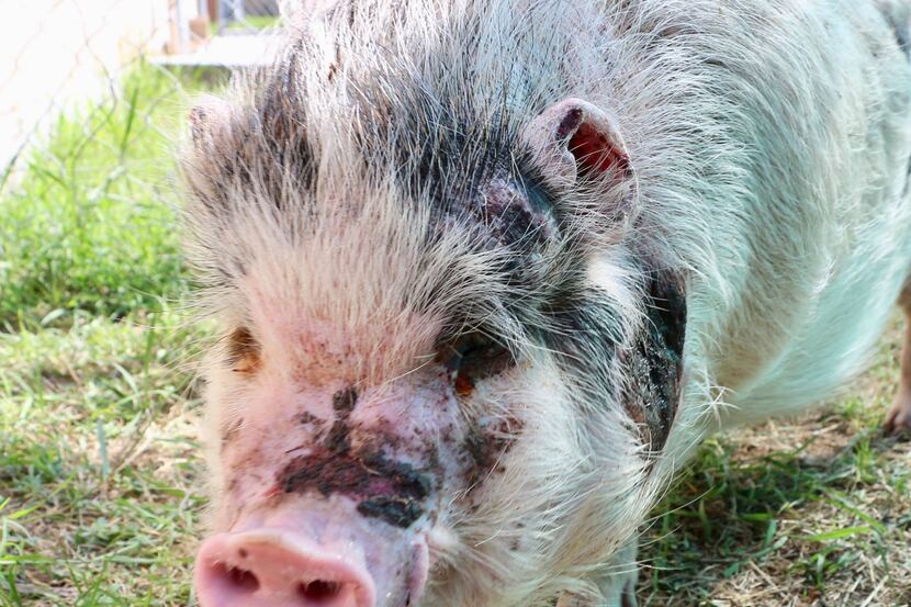 Piggy Wiggy is looking for a new home after being found at a Corpus Christi gas station. 