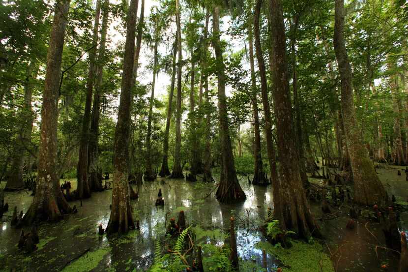 The Bald Cypress Swamp of Barataria Preserve, La.