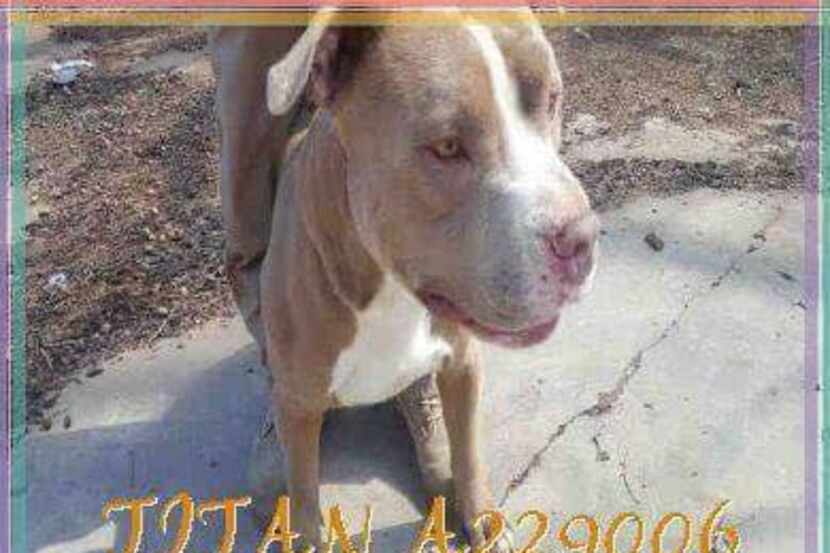Titan was found dead May 26 on Dowdy Ferry Road days after he was adopted from the Garland...