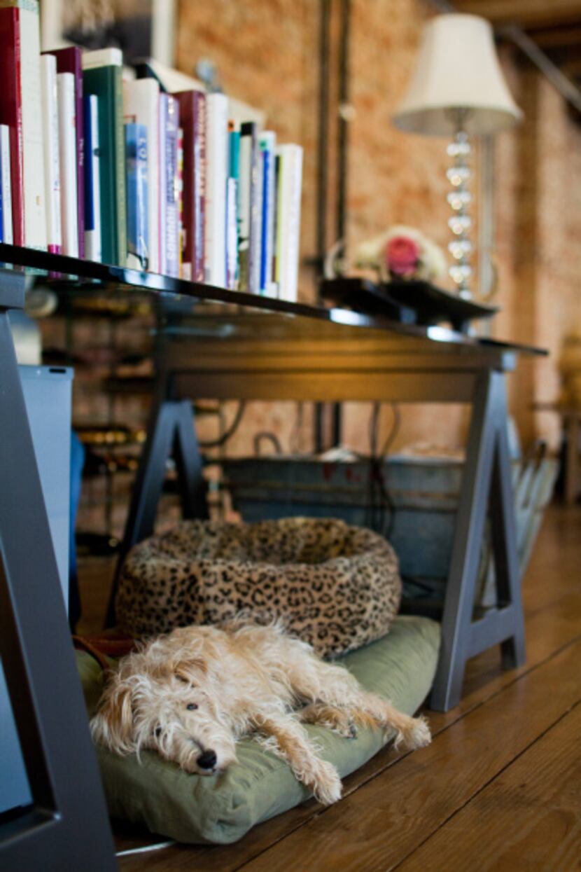 Murphy, a rescued terrier mix, takes respite under Janet’s desk, custom-made by GL...