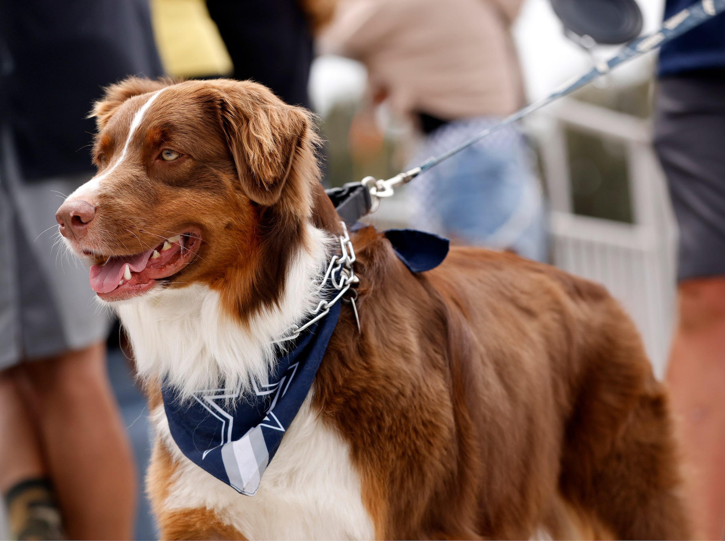 A dog wears a Dallas Cowboys scarf to the Cowboys training camp opening ceremonies in...