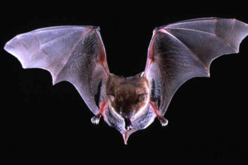 Encontrar un murciélago durante el día podría ser señal de que tiene rabia.