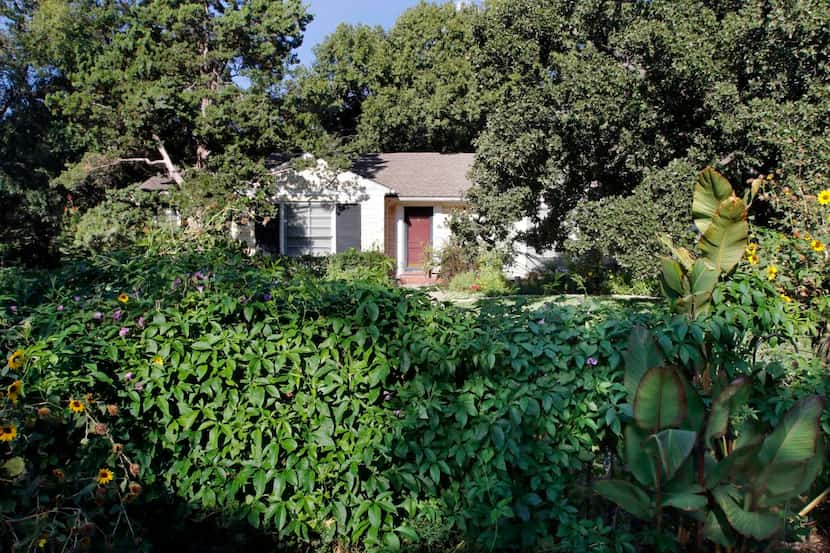 
The McIlraith house is sheltered under a canopy of native post oaks. The fence is smothered...