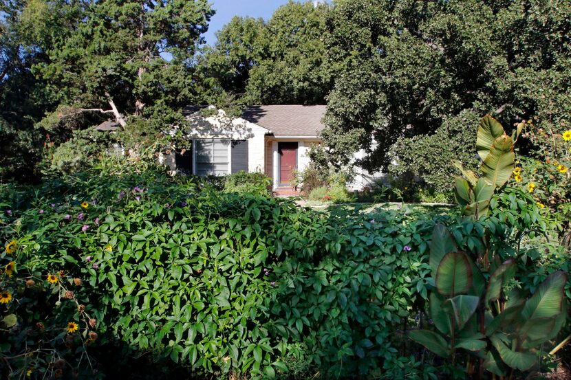 
The McIlraith house is sheltered under a canopy of native post oaks. The fence is smothered...