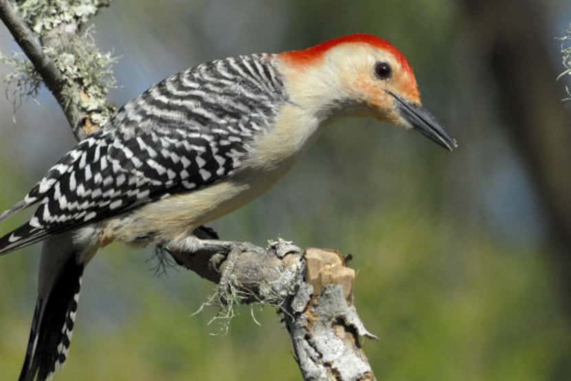 Red-bellied woodpecker.