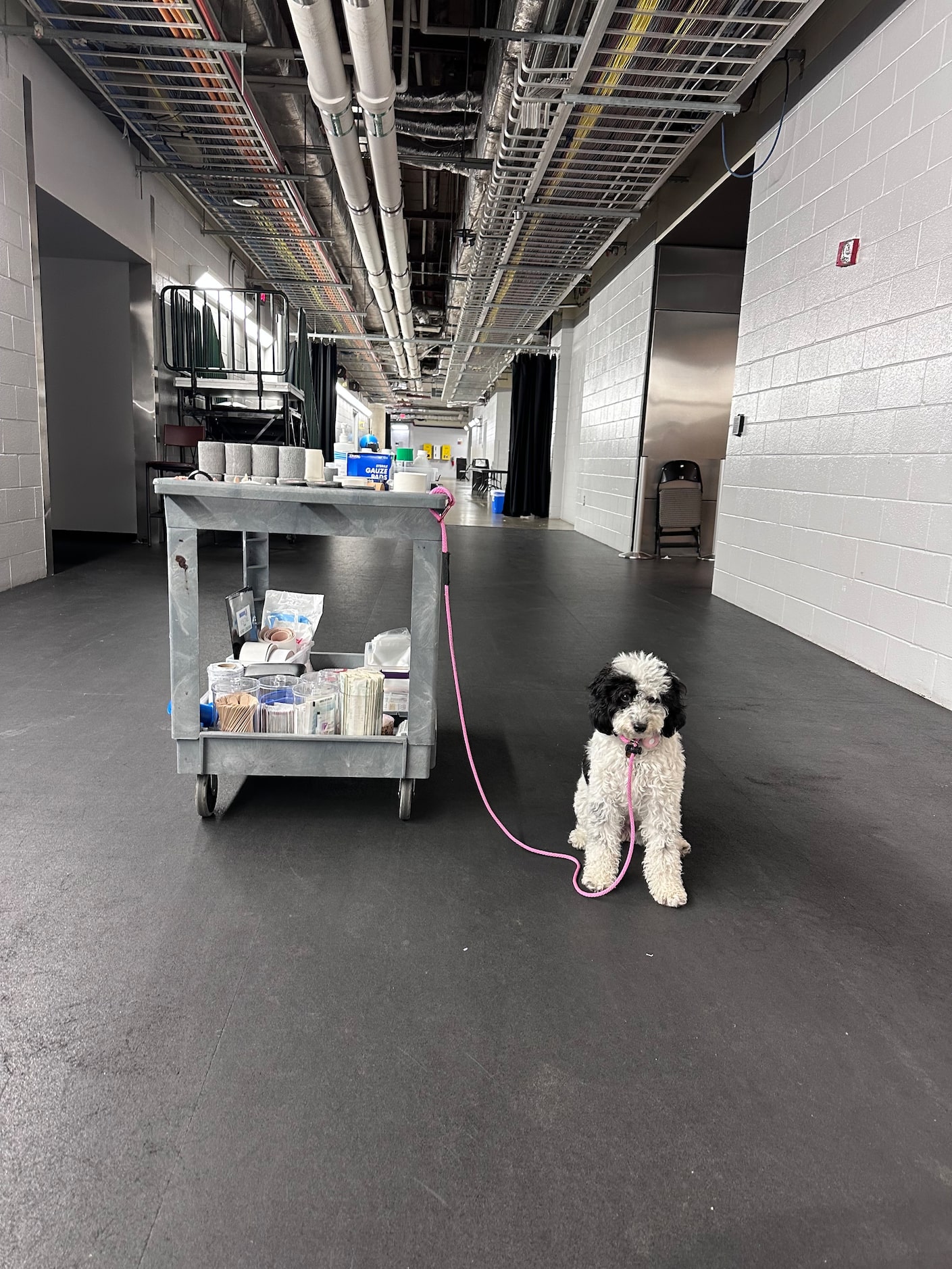 Mavericks emotional support dog Bailey, reporting for duty.