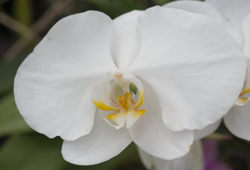 A Phalaenopsis orchid, also known as a moth orchid, in Dotty Woodsonâ's greenhouse.