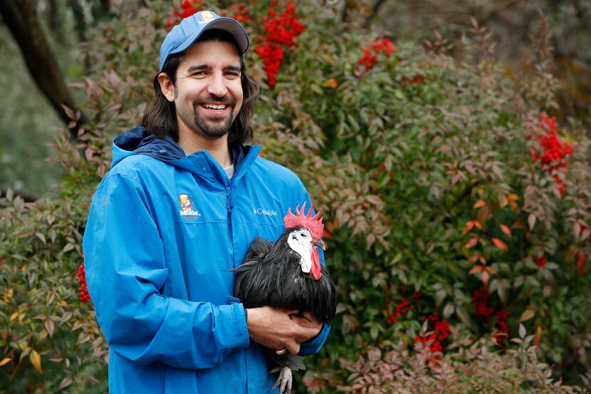 John Ramos, owner of Urban Chicken Ranching, offers consulting services, feed delivery,...