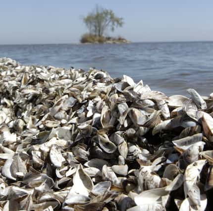 A 3-foot-deep pile of zebra mussel shells about 50 yards long littered the Lake Winnebago...