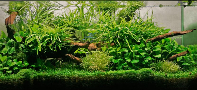 Luis Navarro, lives in Houston, created a lush composition of Java fern from Southeast Asia,...